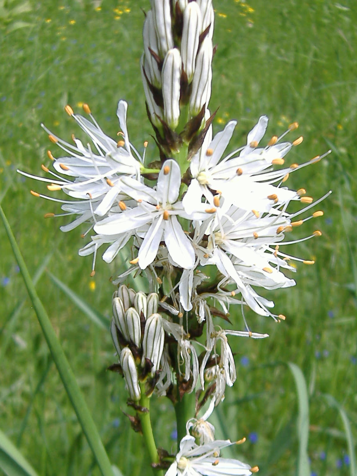 Asphodelus macrocarpus / Asfodelo montano